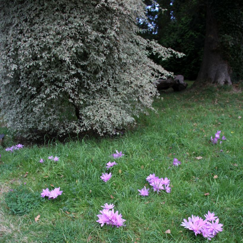 Colchicum autumnale Pleniflorum ou Roseum Plenum - Colchique d'automne (Port)