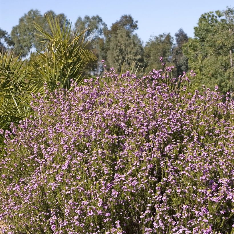 Coleonema pulchrum - Buisson confetti (Port)