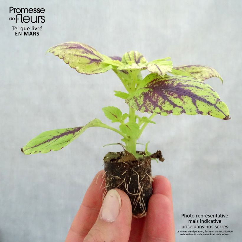 Example of Coleus Copinto Caipirinha Mini-motte Ø 3/4 cm as you get in printemps