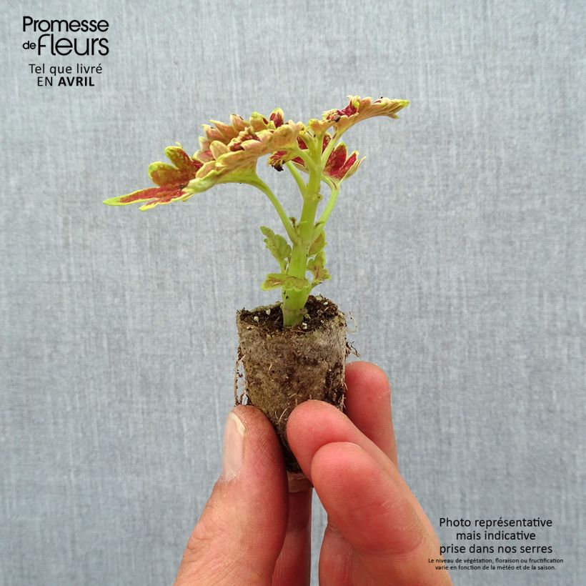 Spécimen de Coleus Copinto Cuba Libre Mini-motte Ø 3/4 cm tel que livré au printemps