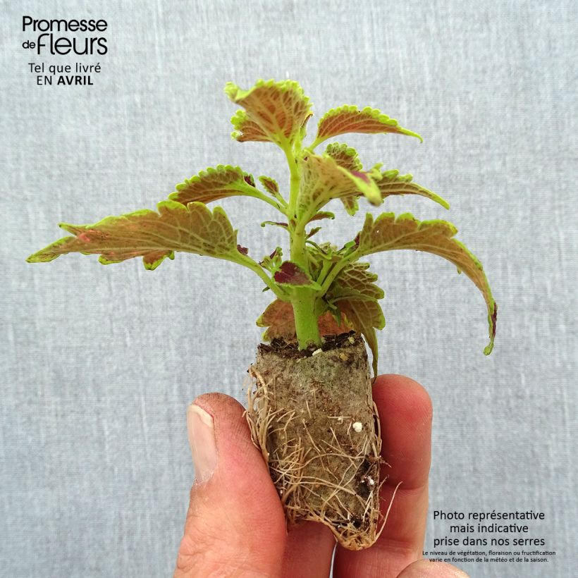 Example of Coleus Copinto Daiquiri Mini-motte Ø 3/4 cm as you get in printemps