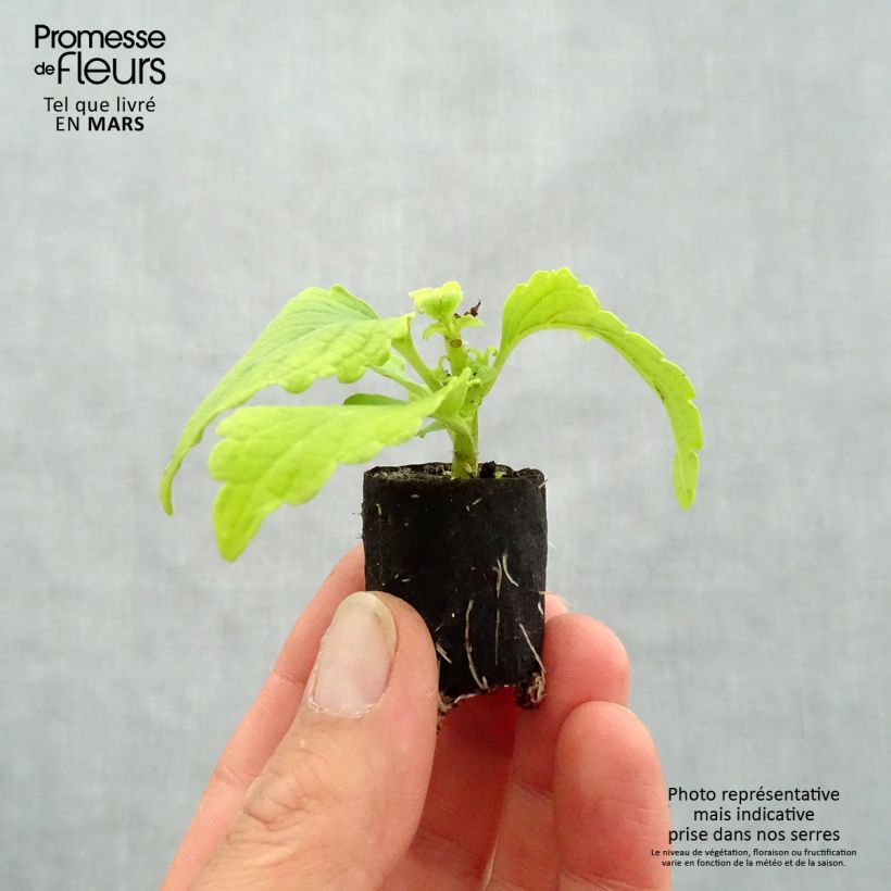 Spécimen de Coleus Copinto Margarita Mini-motte Ø 3/4 cm tel que livré au printemps