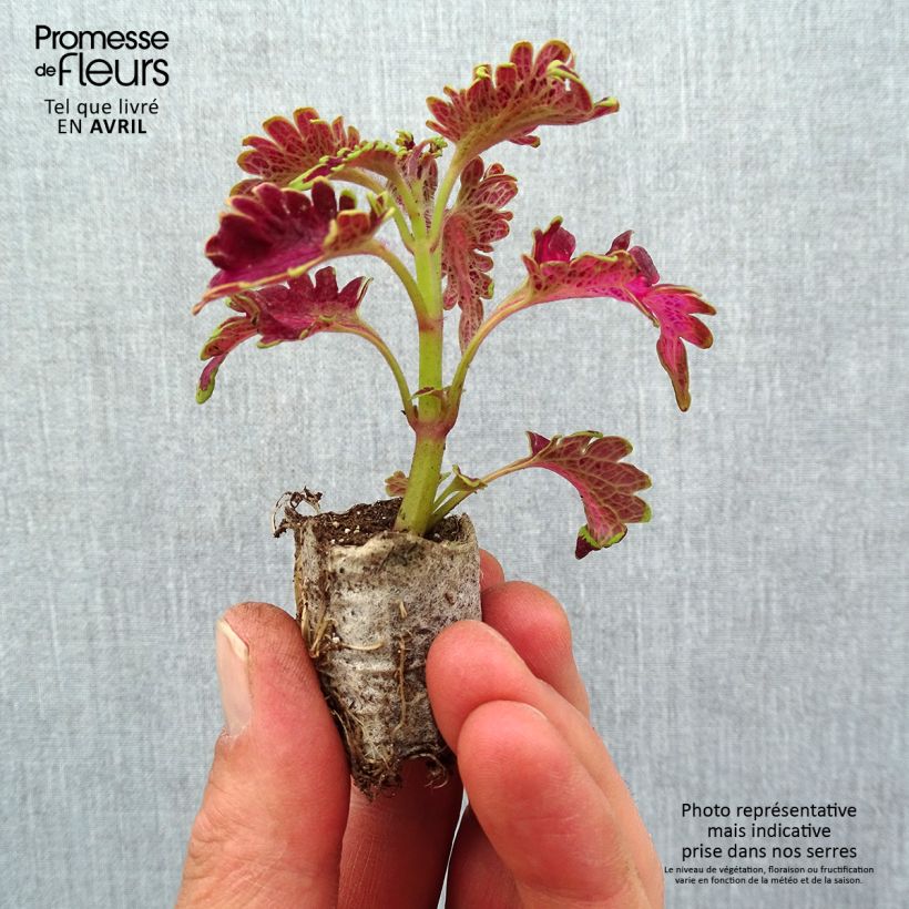 Spécimen de Coleus Copinto Planter's Punch Mini-motte Ø 3/4 cm tel que livré au printemps
