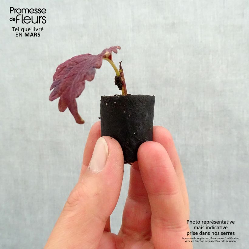 Example of Coleus Copinto Sangria Mini-motte Ø 3/4 cm as you get in printemps