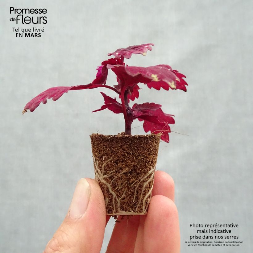 Example of Coleus FlameThrower Salsa Roja Mini-motte Ø 3/4 cm as you get in printemps