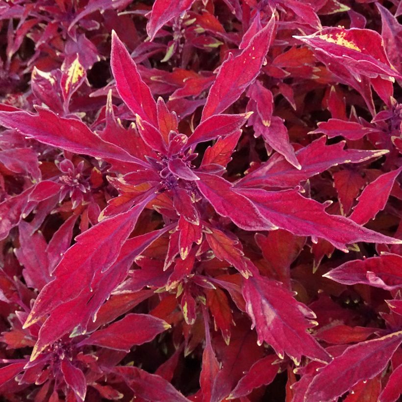 Coleus FlameThrower Salsa Roja (Foliage)