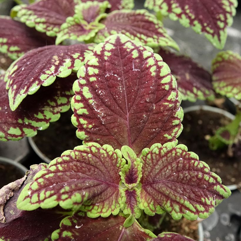 Coleus MS Abbey Road (Feuillage)