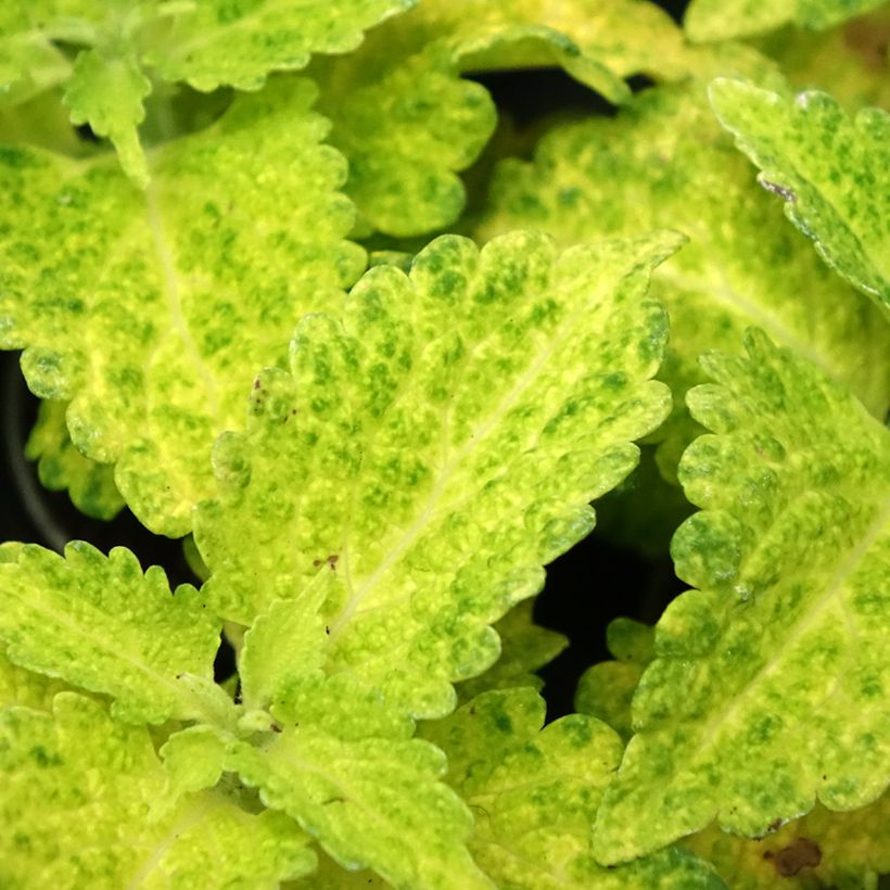 Coleus MS River Walk (Foliage)