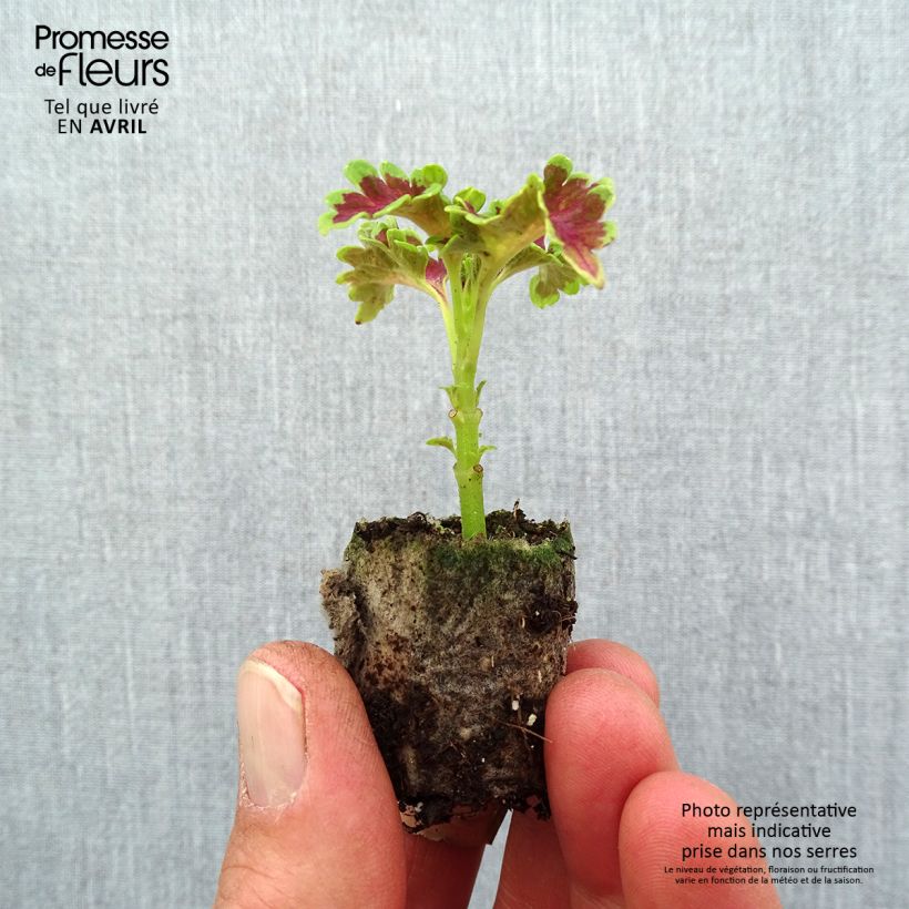 Example of Coleus Ruffles Copper Mini-motte Ø 3/4 cm as you get in printemps