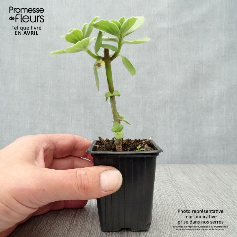 Spécimen de Coleus canina - éloigne chiens et chats - plante anti-chat Godet de 7/8 cm tel que livré au printemps