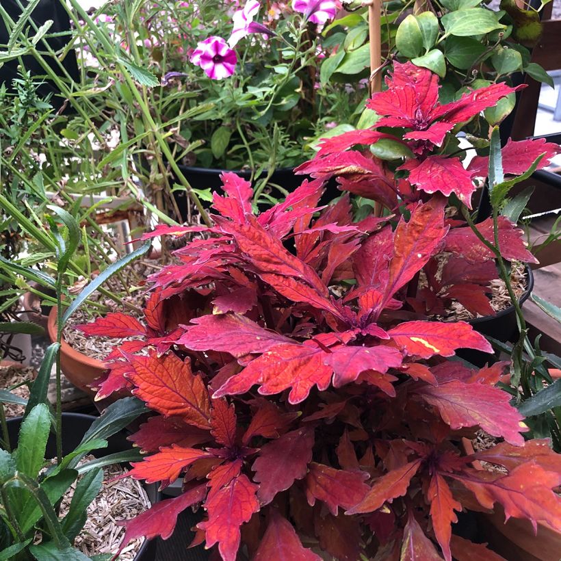 Coleus FlameThrower Habanero  (Port)