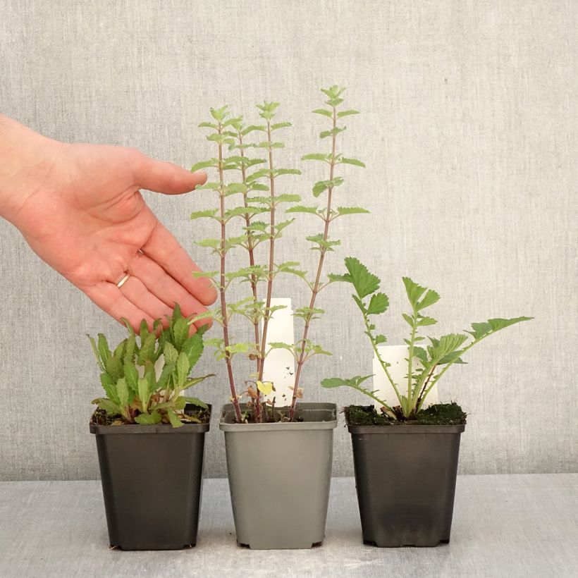 Spécimen de 3 Vivaces indispensables pour l'été tel que livré au printemps