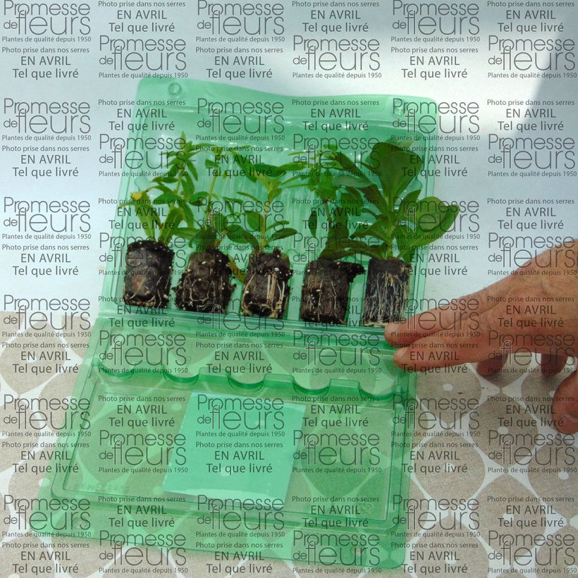 Example of Collection Blue Wave - 5 variétés d'annuelles  as you get