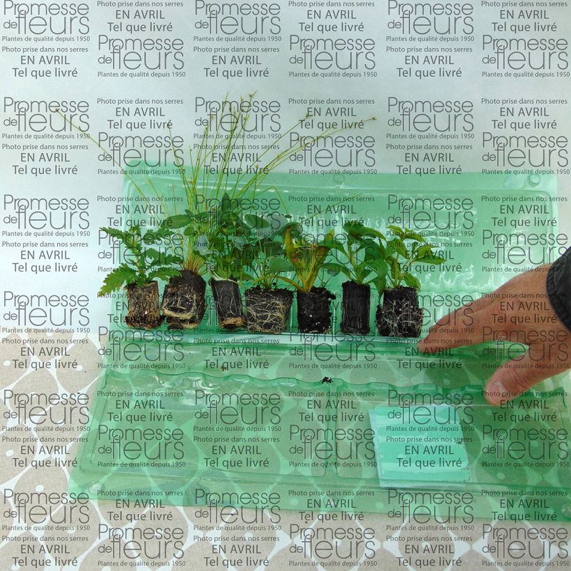 Example of Collection Jardinière Blanche - 7 variétés d'annuelles as you get