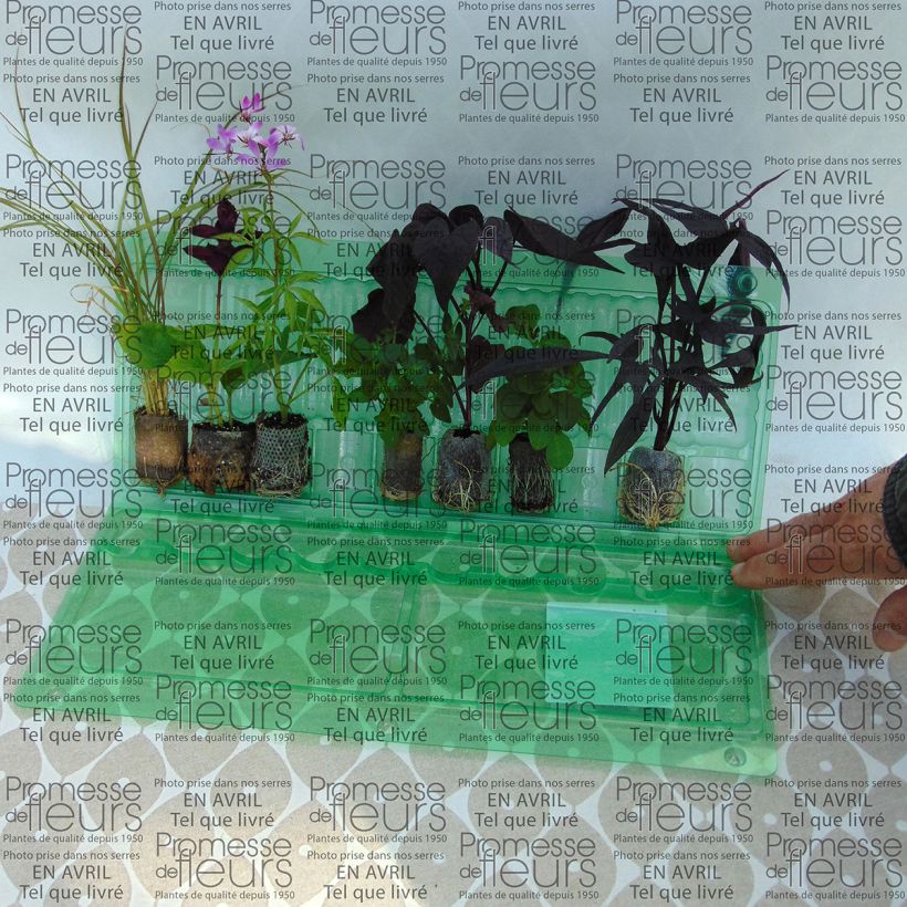 Example of Collection Jardinière Rose - 7 variétés d'annuelles as you get