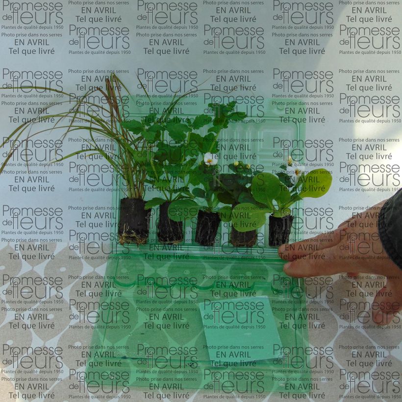 Example of Collection Jardinière Rouge - 5 variétés d'annuelles as you get