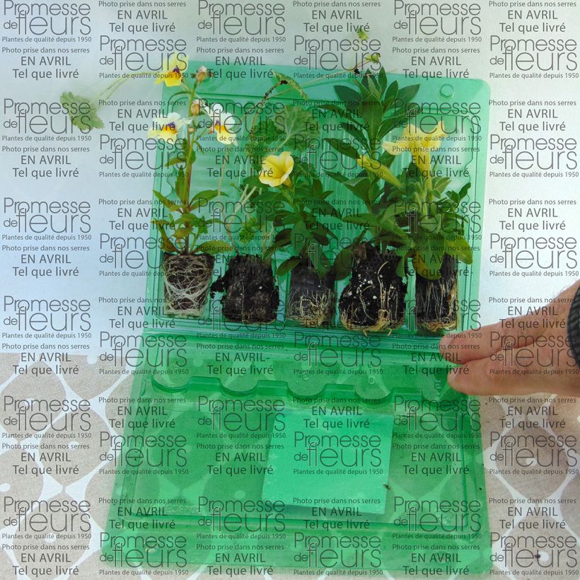 Exemple de spécimen de Collection Jardinière Vanille - 4 variétés d'annuelles et une graminée  tel que livré