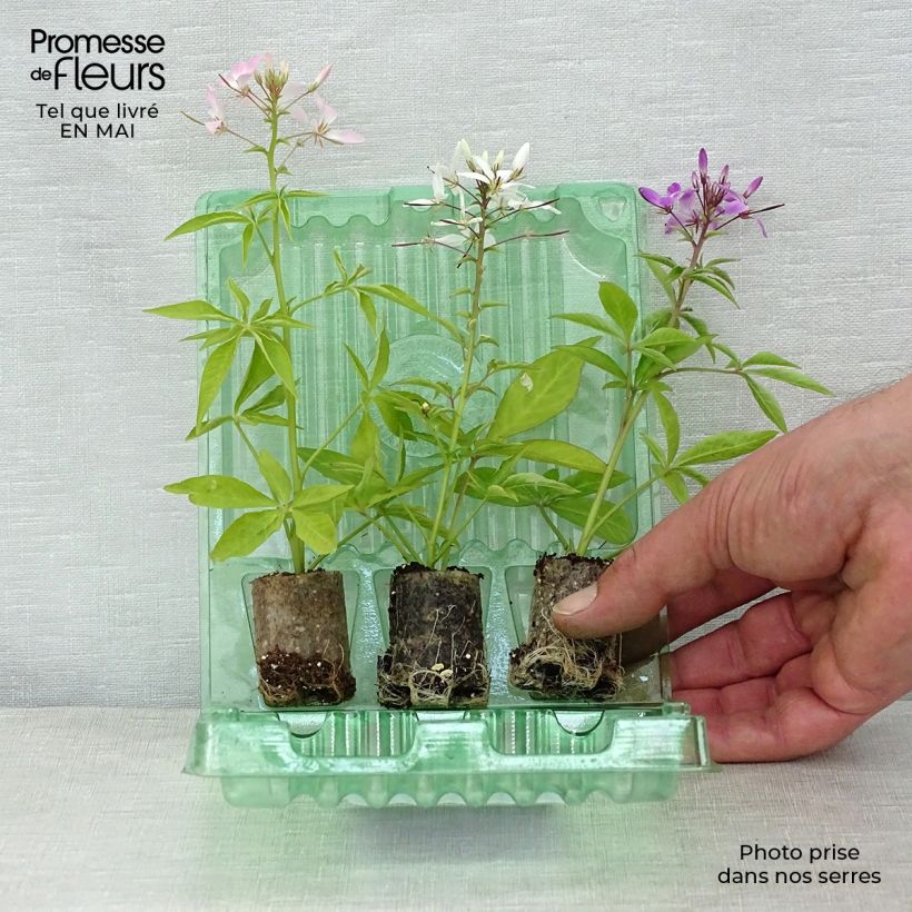 Example of Collection de 3 Cléomes Senorita as you get in printemps