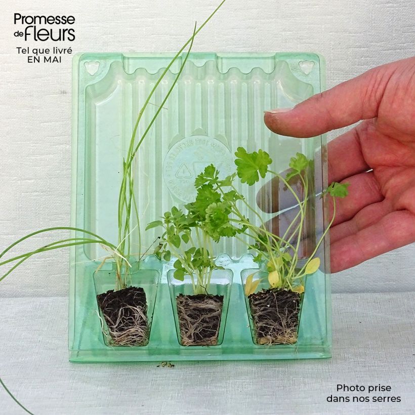 Example of Collection de 3 aromatiques essentielles as you get in printemps