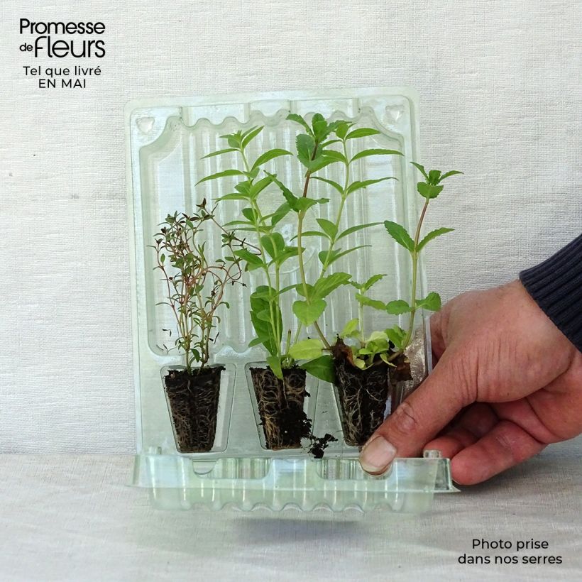 Spécimen de Collection de 3 herbes pour thés et infusions en plants tel que livré au printemps