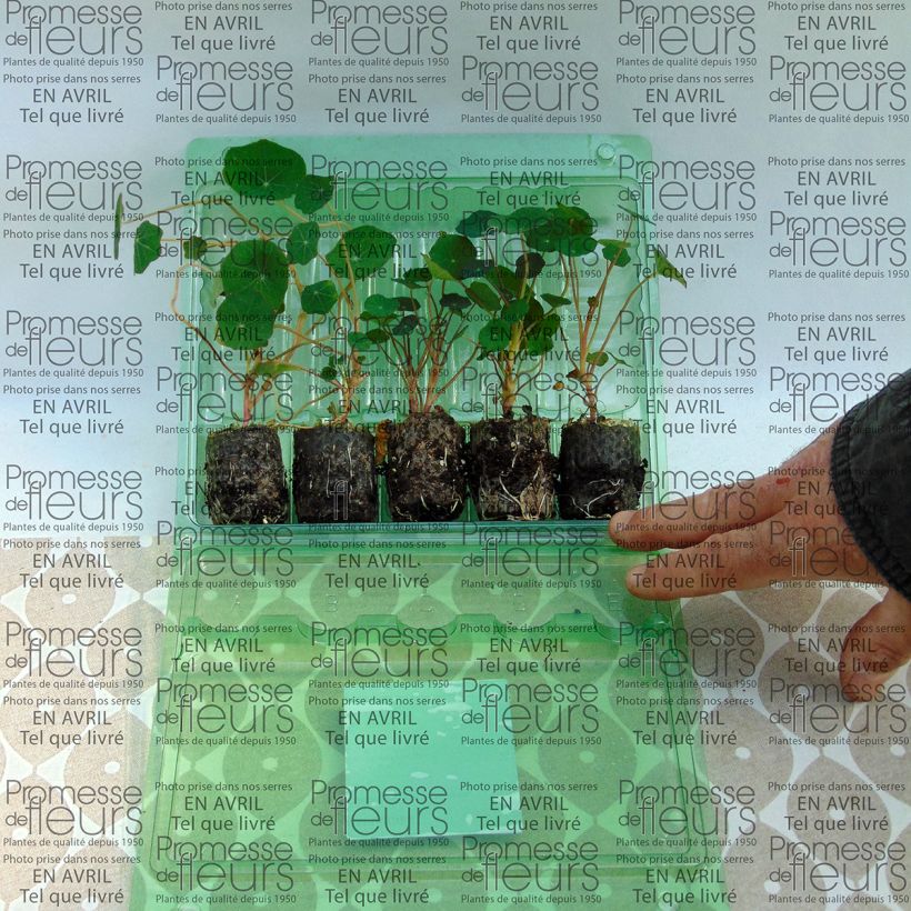 Exemple de spécimen de Collection de 5 Capucines (Tropaeolum majus) tel que livré