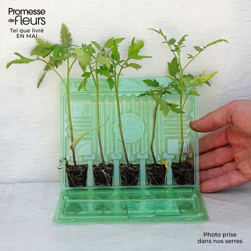 Example of Collection de 5 tomates indispensables en plants as you get in printemps