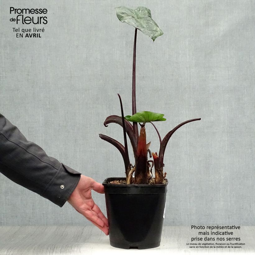 Example of Colocasia Black Stem - Oreille d'Eléphant Pot de 3L/4L as you get in printemps