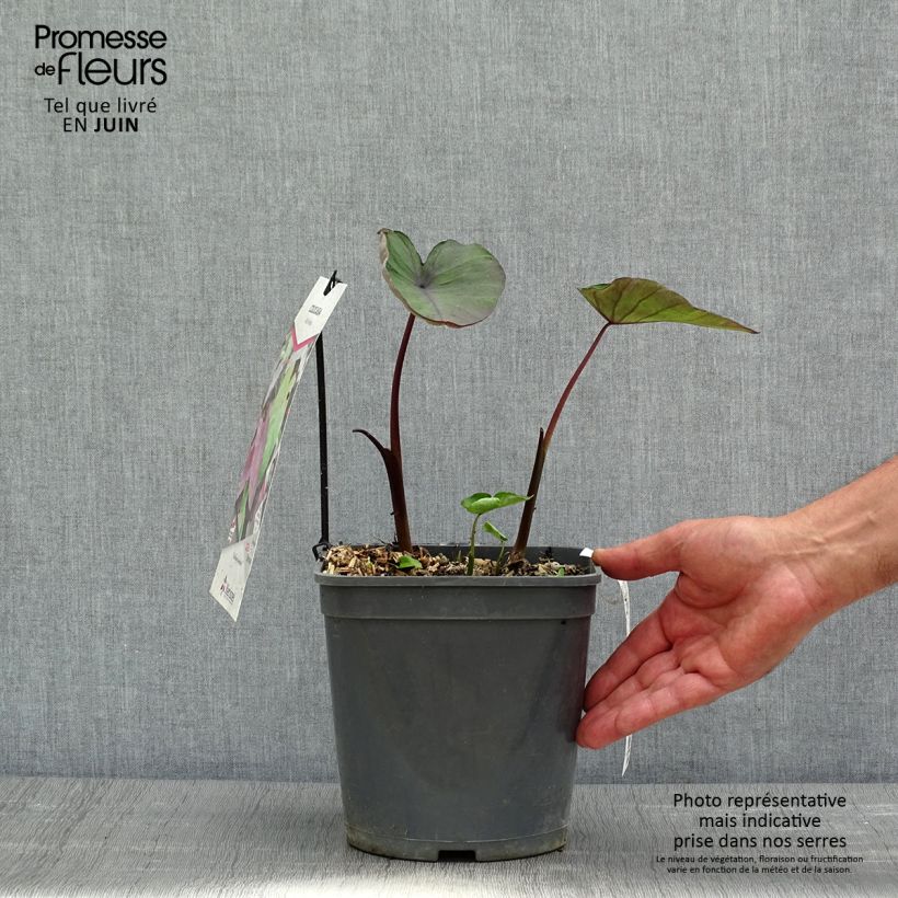 Spécimen de Colocasia Black magic - Oreille d'Eléphant  Pot de 4L/5L tel que livré au printemps