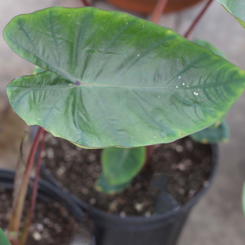 Colocasia Hawaiian Punch - Taro  (Foliage)