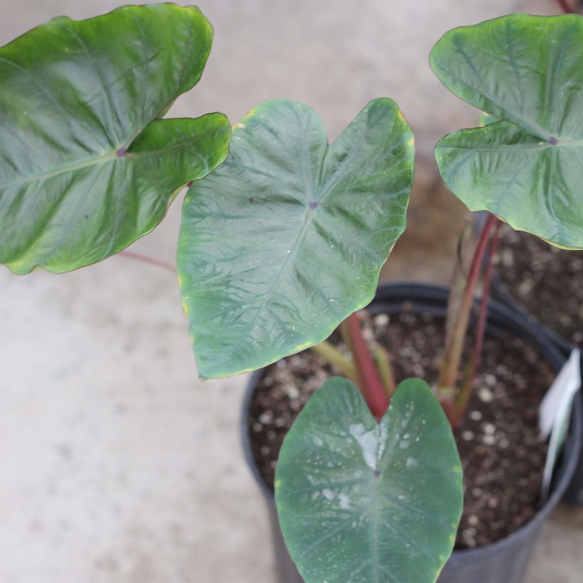 Colocasia Hawaiian Punch - Taro  (Plant habit)