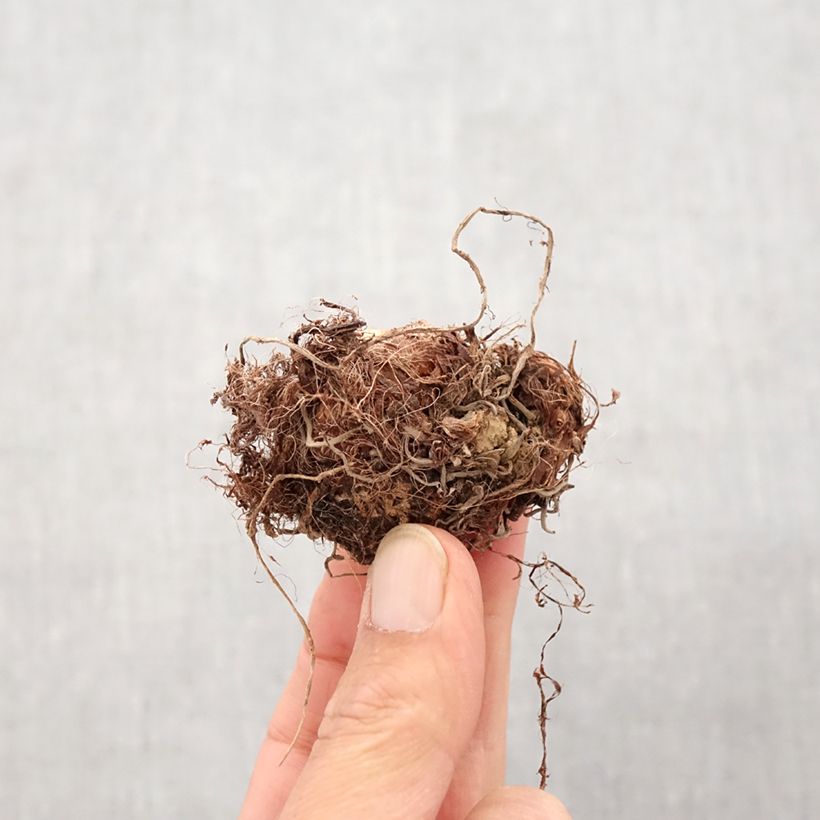 Example of Colocasia Imperial Gigante - Oreille d'Eléphant  Bulbe as you get in printemps