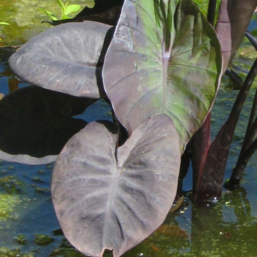 Colocasia Kona Coffee - Taro (Foliage)