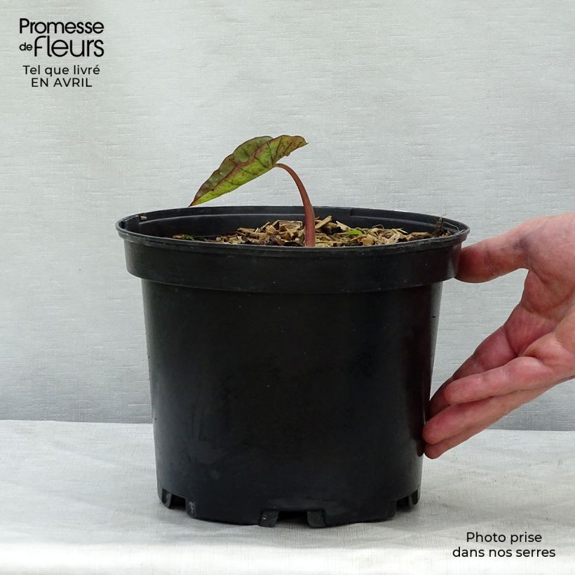 Example of Colocasia Madeira - Oreille d'Eléphant Pot de 3L/4L as you get in printemps