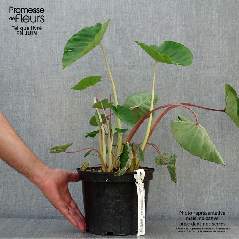 Spécimen de Colocasia Pink China - Oreille d'Eléphant Pot de 2L/3L tel que livré en été