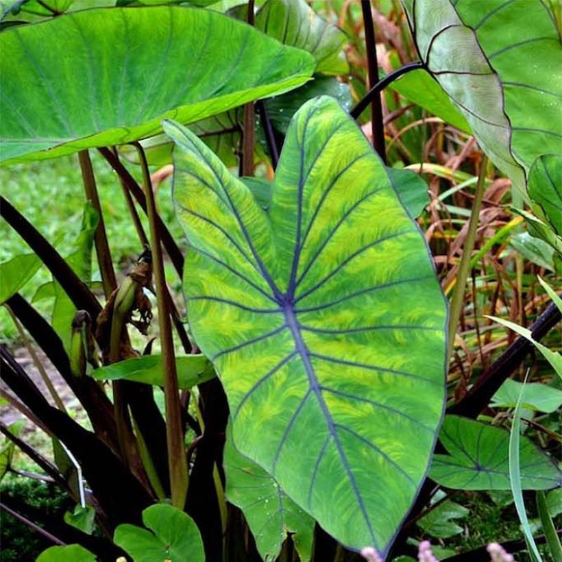 Colocasia Blue hawaii - Oreille d'éléphant (Foliage)