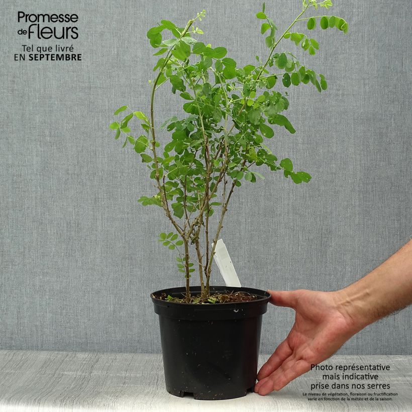 Spécimen de Colutea arborescens - Baguenaudier  Pot de 2L/3L tel que livré en automne