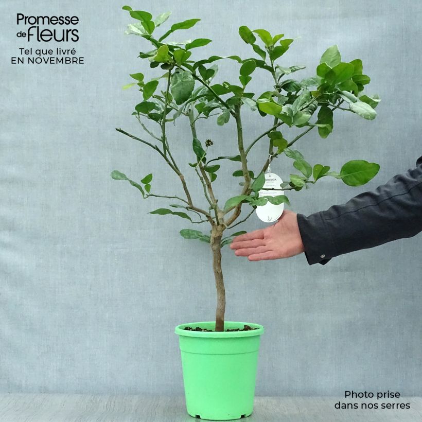 Spécimen de Combawa - Citrus hystrix Pot de 2L/3L, Buisson tel que livré en automne
