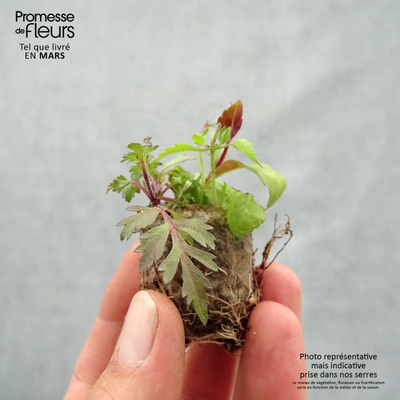 Example of Composition Bee Fabulous - Composition de 3 plantes Mini-motte Ø 3/4 cm, 3 plantes dans la même motte as you get in printemps