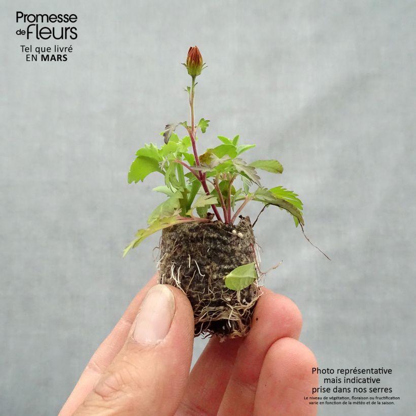 Example of Composition Bee Licious - Composition de 3 plantes Mini-motte Ø 3/4 cm, 3 plantes dans la même motte as you get in printemps