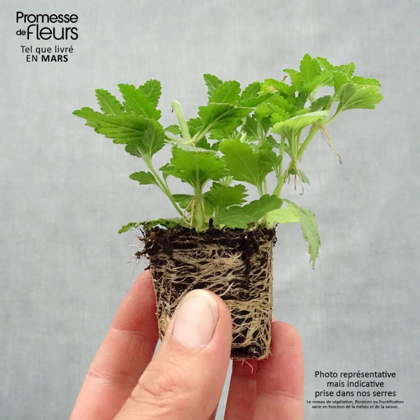 Example of Composition Belle Epoque - 3 Verveines des jardins Mini-motte Ø 3/4 cm as you get in printemps