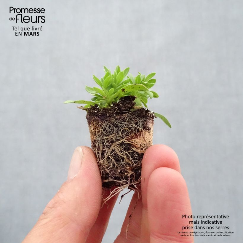 Example of Composition Cabaret Pink Paradise Eyes - Composition de 3 Calibrachoa Mini-motte Ø 3/4 cm as you get in printemps