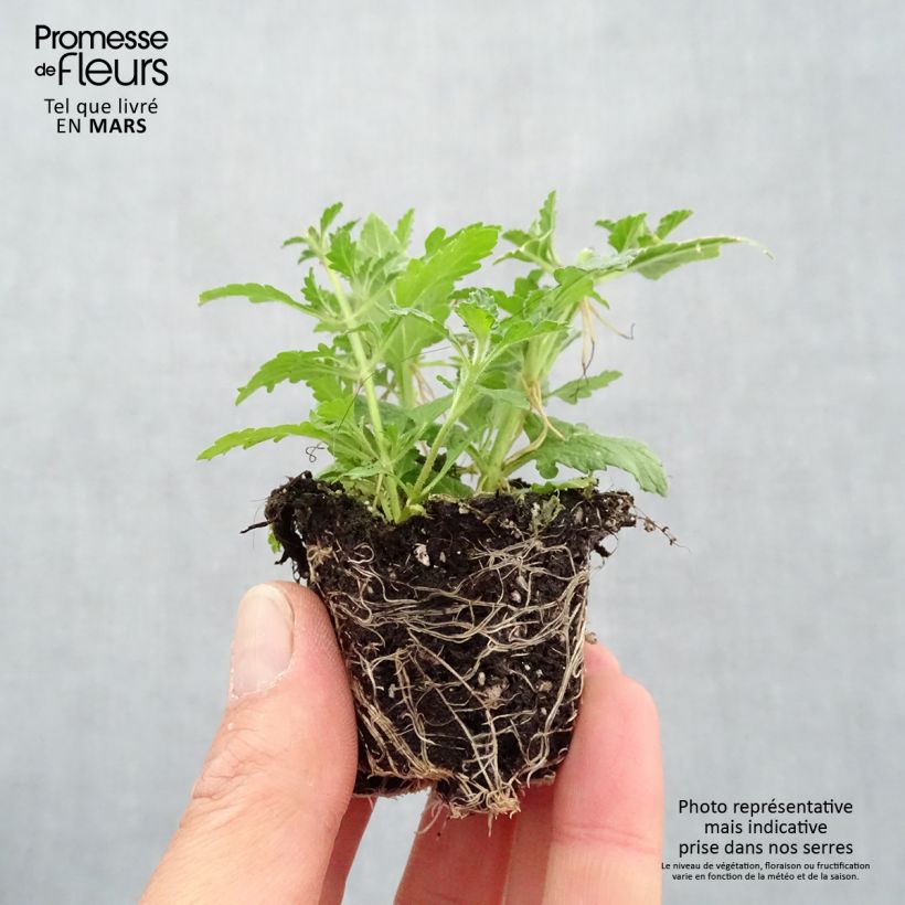 Spécimen de Composition Do you lilac it - Composition de 3 plantes annuelles Mini-motte Ø 3/4 cm tel que livré au printemps