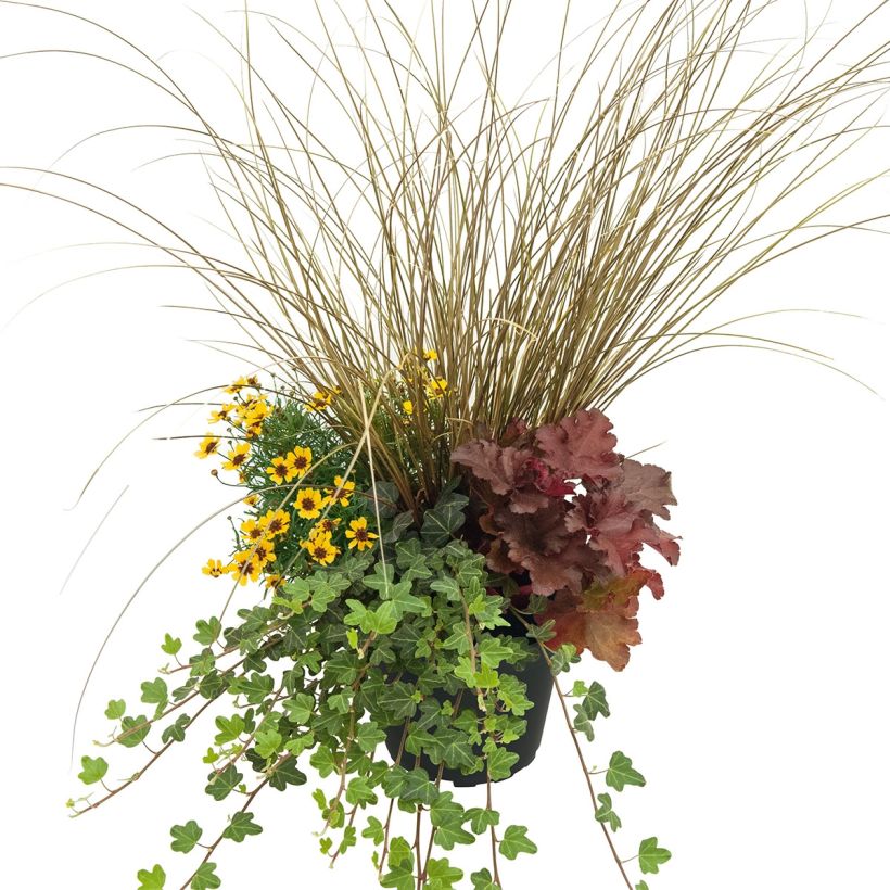 Composition Full of Joy - composition de 4 plantes (Port)