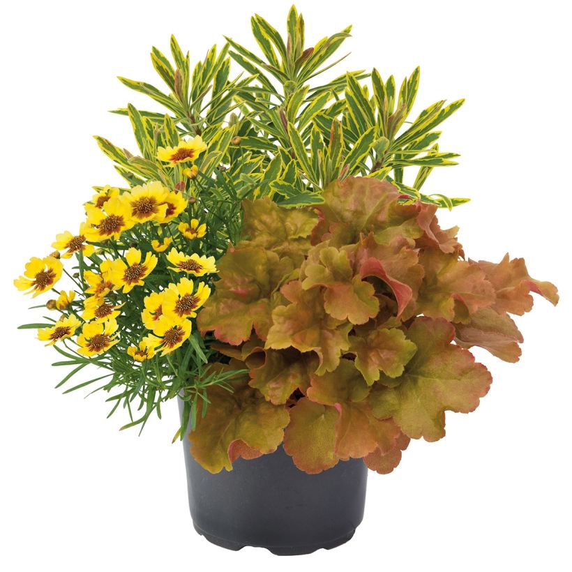 Composition Hidden Treasure - composition de 3 plantes (Port)