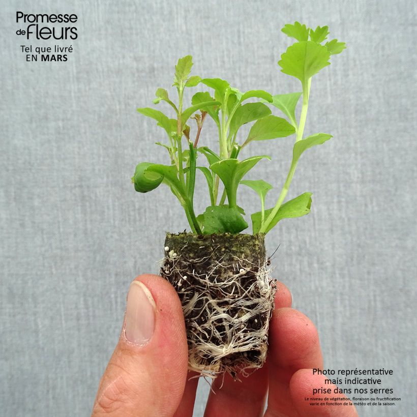 Example of Composition Lobelix Splash - Trois lobélias Hot Springs Mini-motte Ø 3/4 cm as you get in printemps