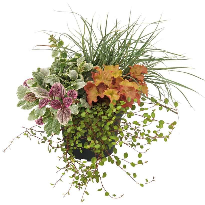 Composition Sunkissed - composition de 4 plantes (Port)