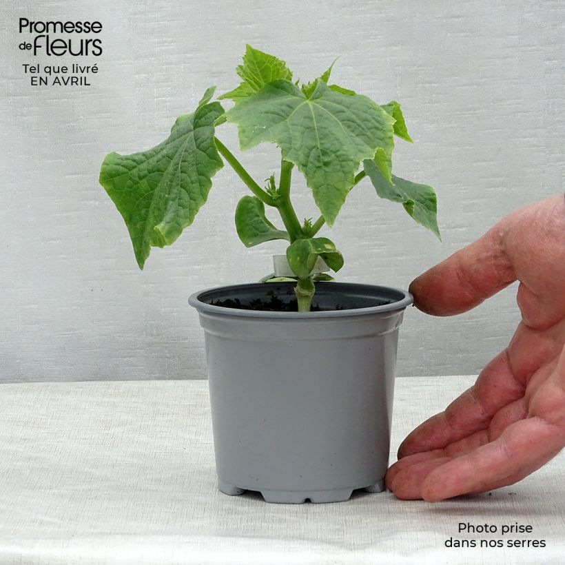 Spécimen de Concombre Crokdelis F1 GREFFES en plants Pot de 10 cm/11cm tel que livré au printemps