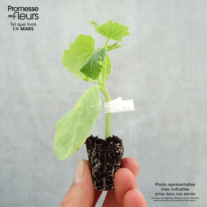 Spécimen de Concombre Crokdelis F1 GREFFES en plants Mini-motte Ø 3/4 cm, Plant greffé de 5 à 10 cm de hauteur tel que livré au printemps