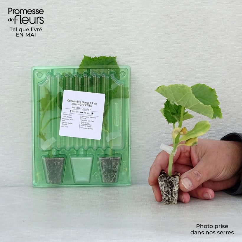 Spécimen de Concombre Gynial F1 GREFFES en plants Mini-motte Ø 3/4 cm, Plant greffé de 5 à 10 cm de hauteur tel que livré au printemps