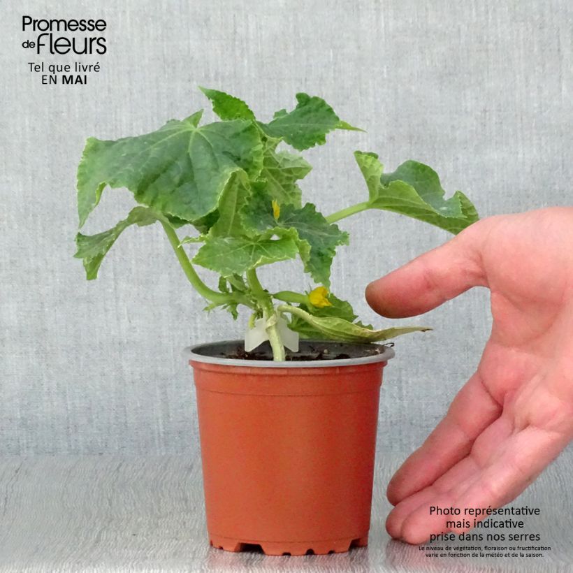 Spécimen de Concombre Gynial F1 GREFFES en plants Pot de 10 cm/11cm tel que livré au printemps